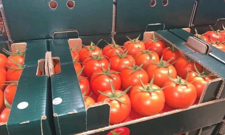 Оптові продажі помідорів з Туреччини - фото № 4