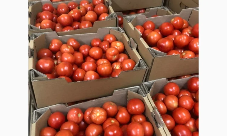 Помідори оптом від виробника - фото № 4