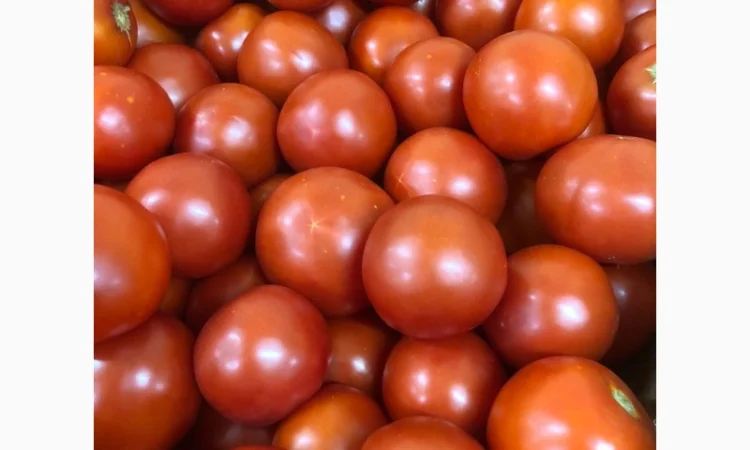 Помідори оптом від виробника - фото № 5