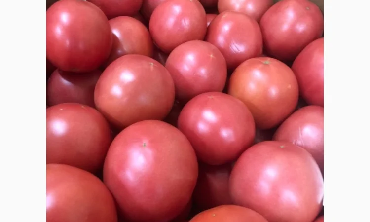 Помідори оптом від виробника - фото № 6