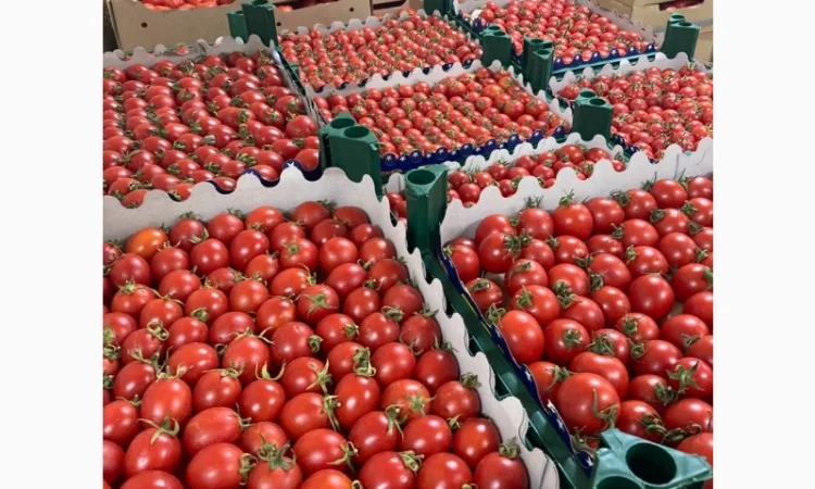 Помідори оптом від виробника - фото № 2