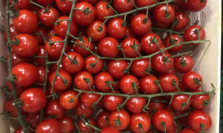 Помідори оптом від виробника - фото № 3