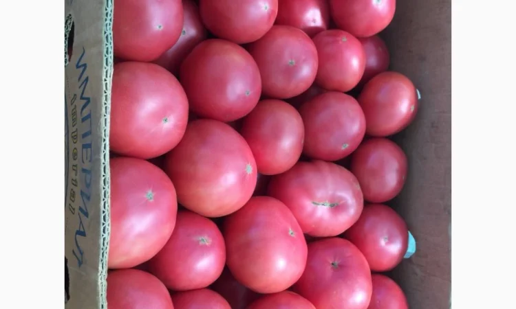 Покупка рожевих помідорів - фото № 1