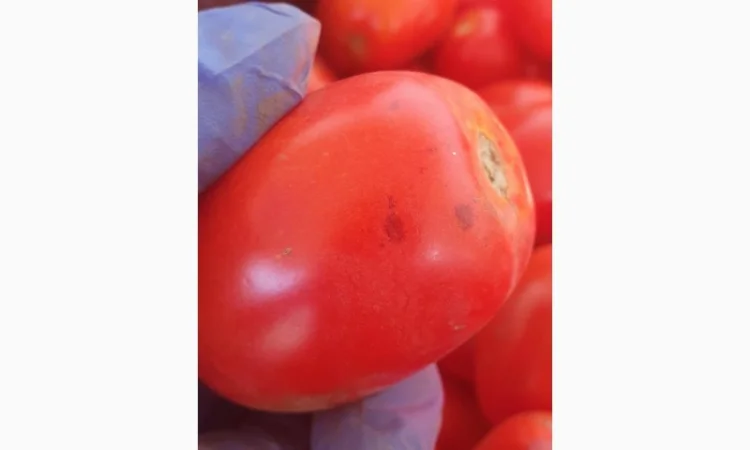 Продаємо томат сливка 2с - фото № 1