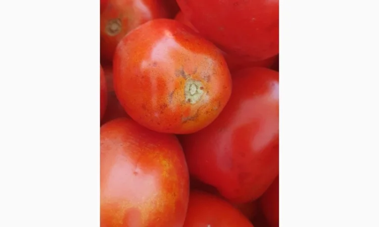Продаємо томат сливка 2с - фото № 3