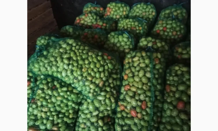 Продам зелені помідори - фото № 2