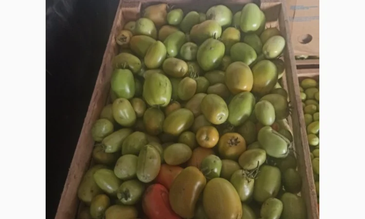 Продам зелені помідори - фото № 3