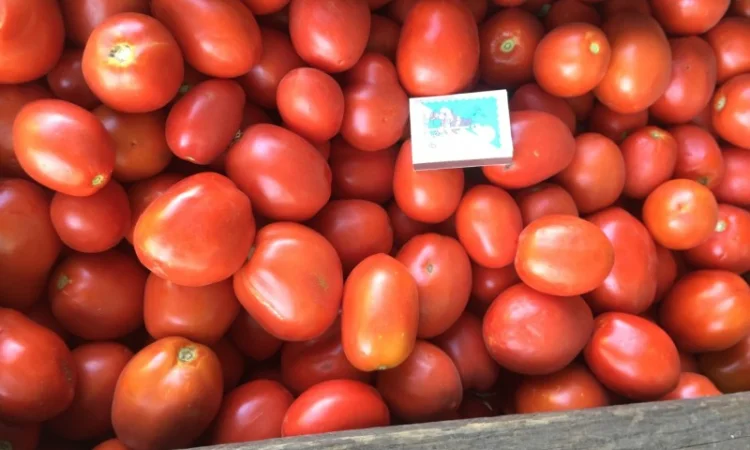 Продам помідор сливка - фото № 1