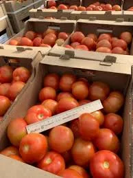 Закуповуємо теплічні томати(помідори) від 20 тон - фото № 1