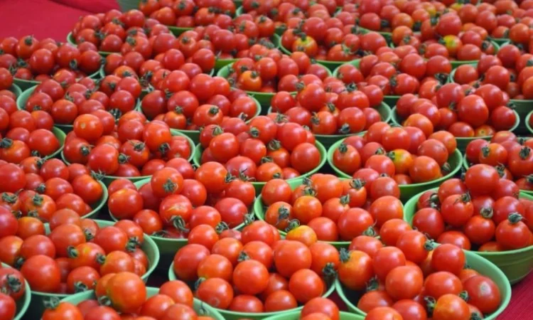 Закуповуємо томат оптом на переробку - фото № 1