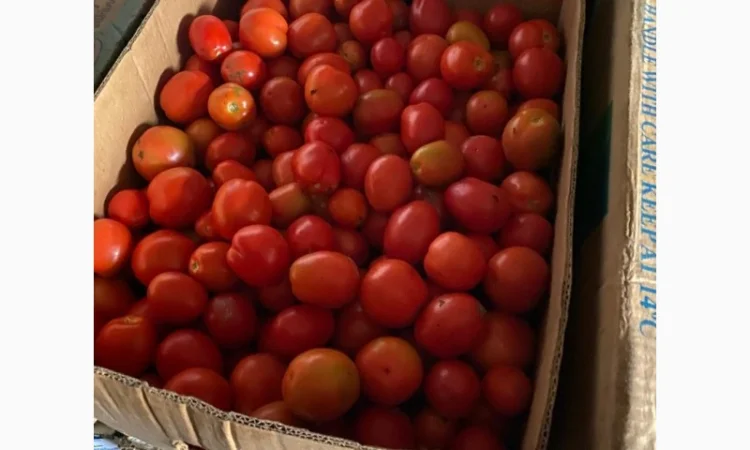 Продам помідор ЗЕЛЕНИЙ ТА ЧЕРВОНИЙ - фото № 1
