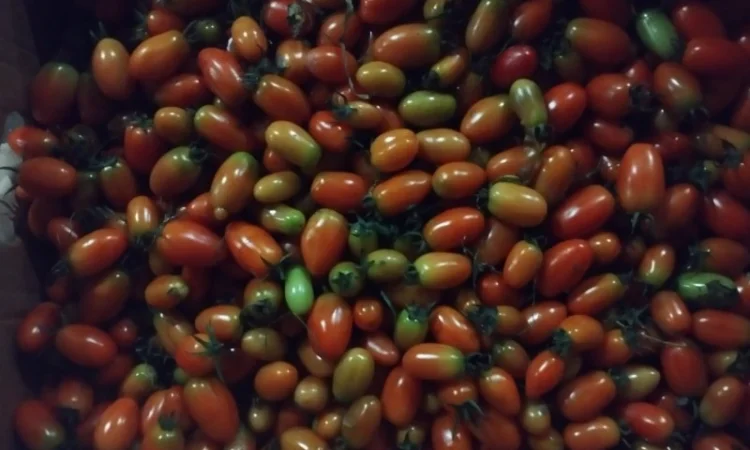 Продам помідор ЗЕЛЕНИЙ ТА ЧЕРВОНИЙ - фото № 3