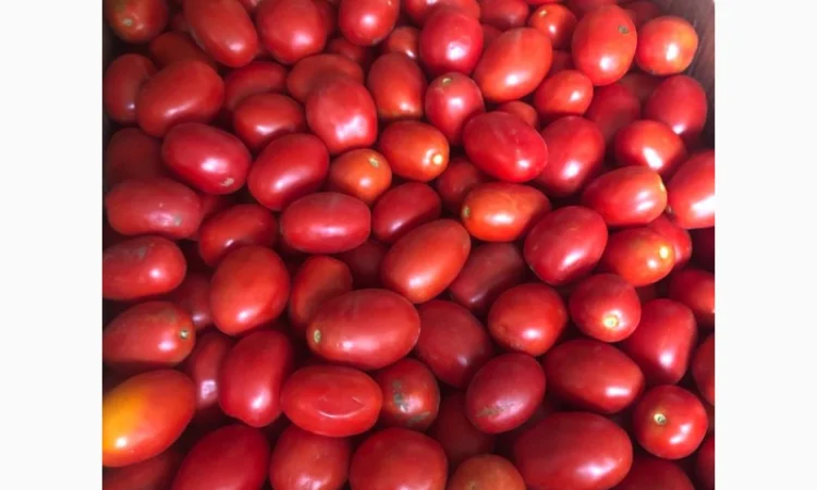 Продам зелений перець та помідор - фото № 1