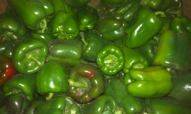 Продам зелений перець та помідор - фото № 2