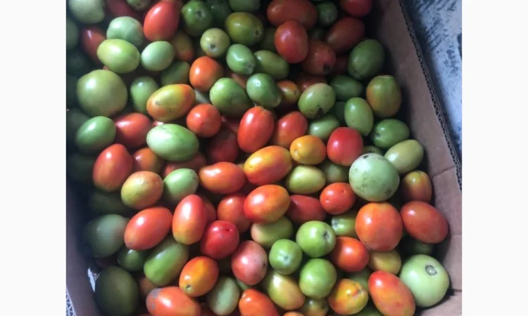 Продам зелений перець та помідор - фото № 3