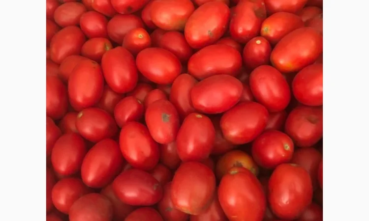 Продам зелений перець та помідор - фото № 4