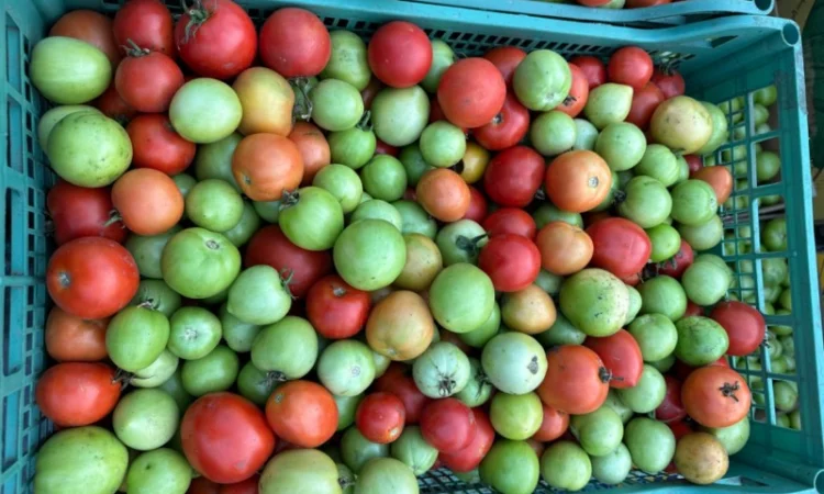 Помідор зелений - фото № 1