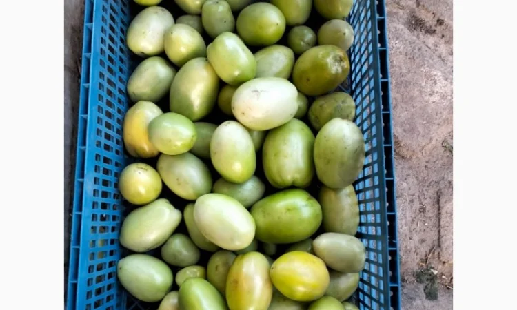 Помідор зелений, галілея на засолку - фото № 1