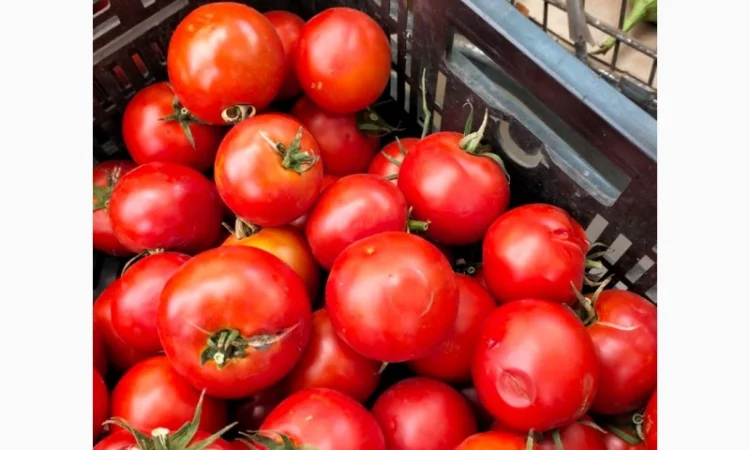 Томатний помідор - фото № 1