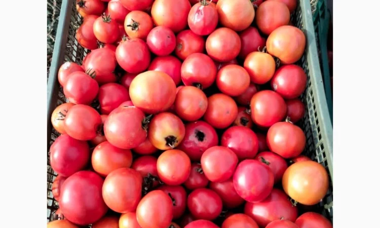 Томатний помідор - фото № 2