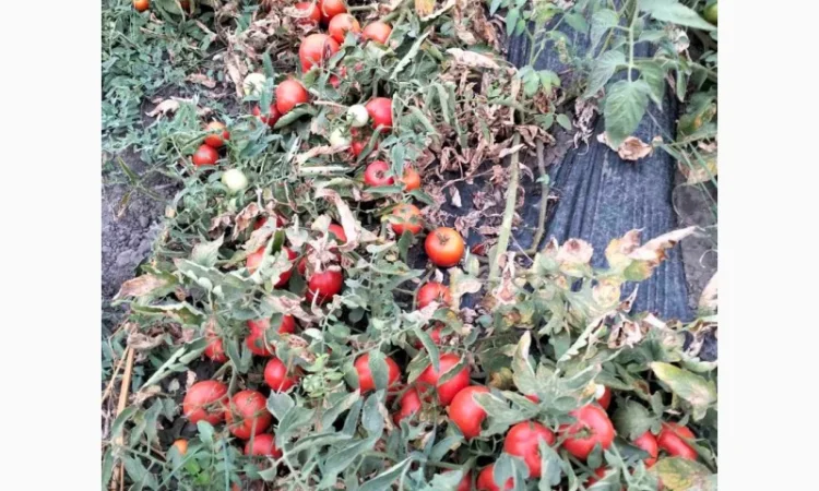 Томатний помідор - фото № 3