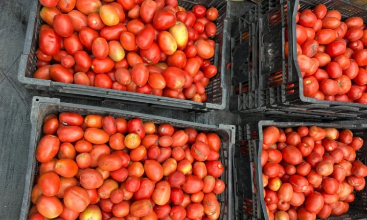 Томатний помідор сливка - фото № 1