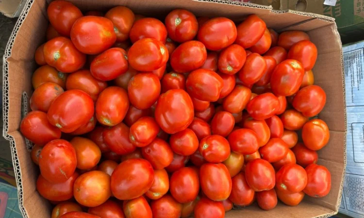 Продам томати - фото № 1