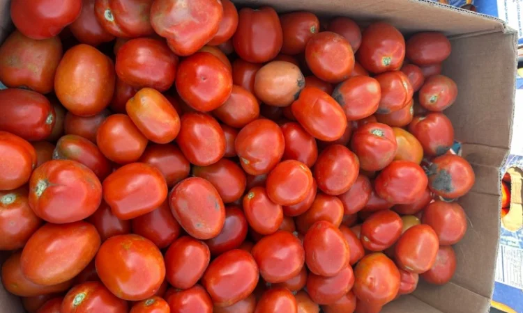 Продам томати - фото № 2