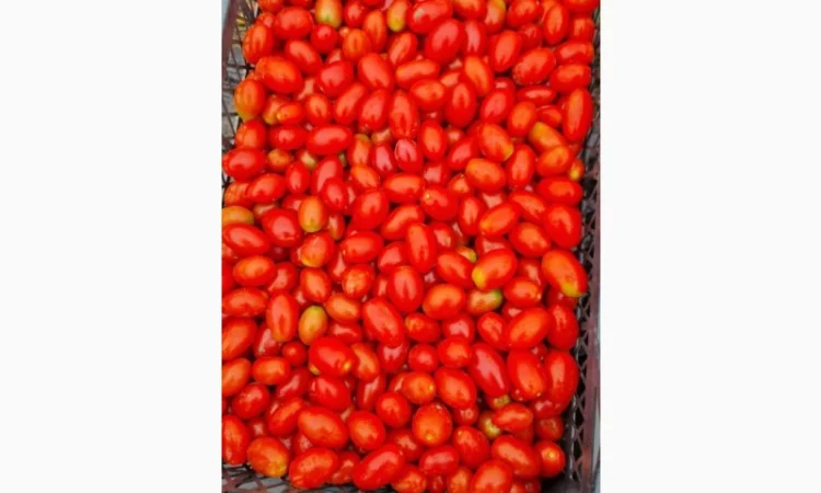 Продам польовий помідор черрі - фото № 1