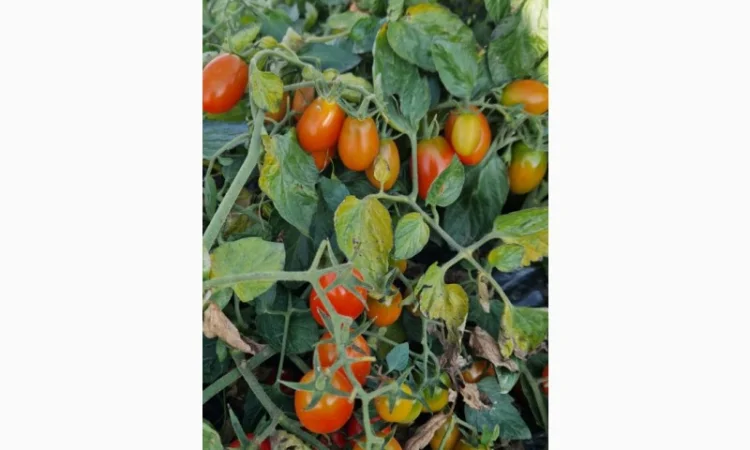 Продам польовий помідор черрі - фото № 2