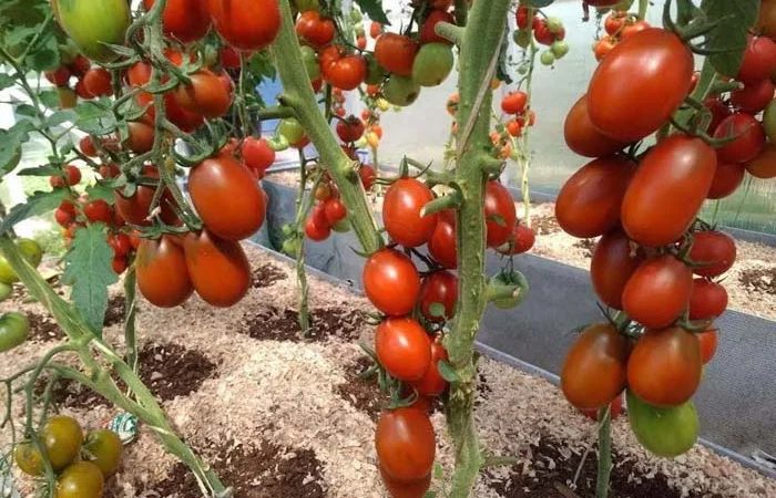 Продаю помідори (томат) теплічний, смугастий, ДЕ-БАРАО - фото № 1