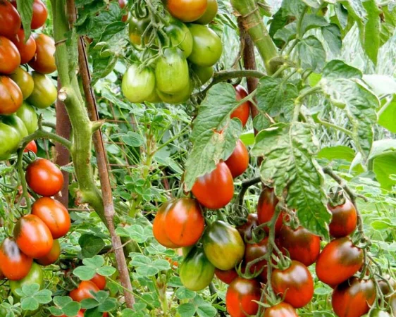 Продаю помідори (томат) теплічний, смугастий, ДЕ-БАРАО - фото № 2