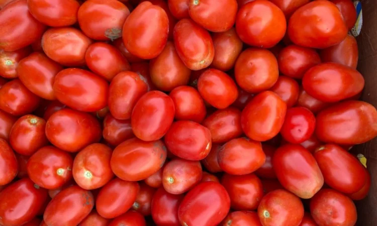 Продам помідори. Сливка - фото № 1