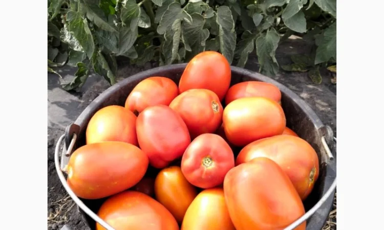 Сливка крупна Галілея - фото № 1