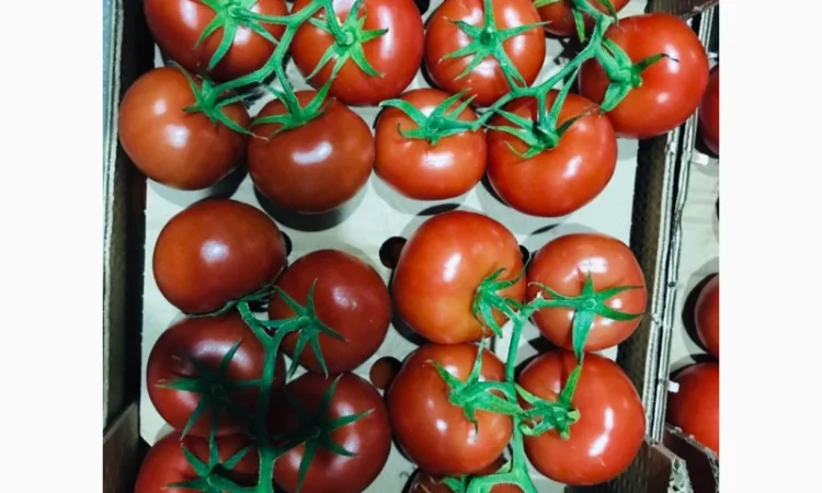 Продаём помидоры сорт высокого качества в тоннах из Турции - фото № 1
