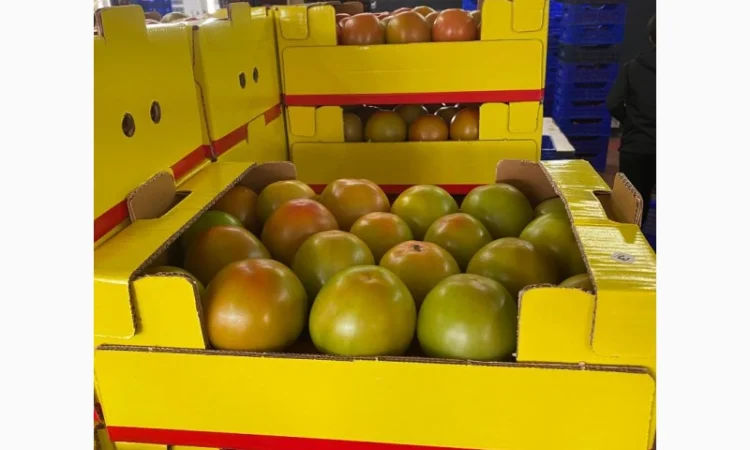 Продаём помидоры сорт высокого качества в тоннах из Турции - фото № 10