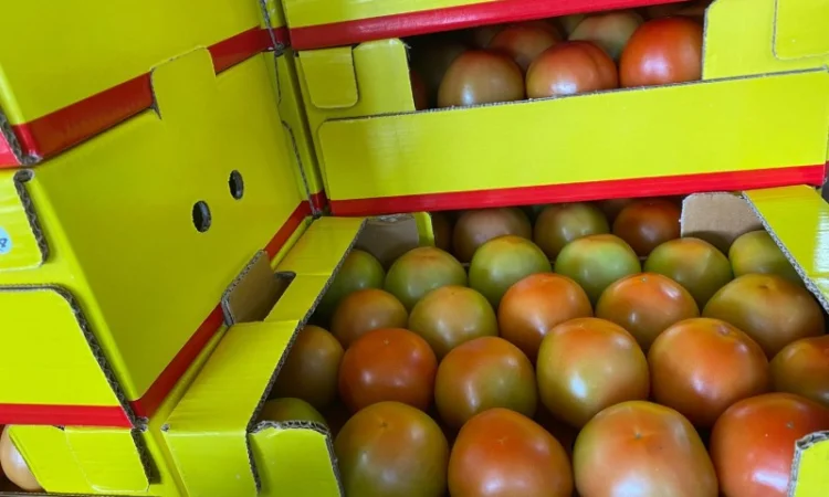 Продаём помидоры сорт высокого качества в тоннах из Турции - фото № 11