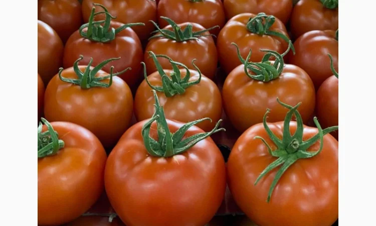 Продаём помидоры сорт высокого качества в тоннах из Турции - фото № 12