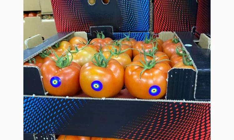Продаём помидоры сорт высокого качества в тоннах из Турции - фото № 13