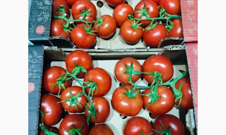 Продаём помидоры сорт высокого качества в тоннах из Турции - фото № 2