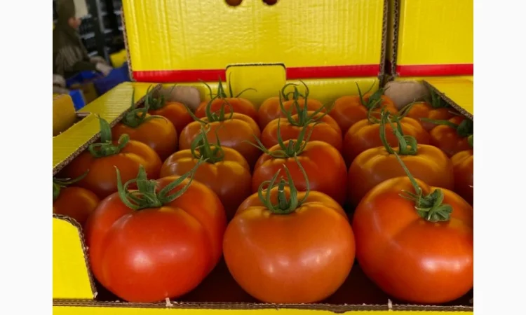 Продаём помидоры сорт высокого качества в тоннах из Турции - фото № 5