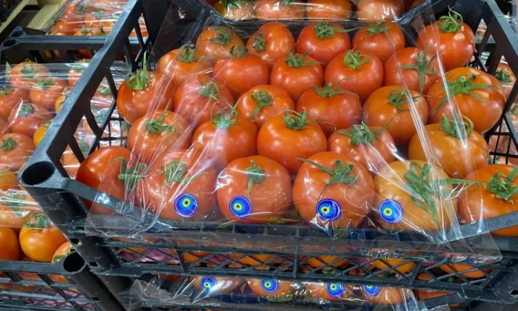 Продаём помидоры сорт высокого качества в тоннах из Турции - фото № 6