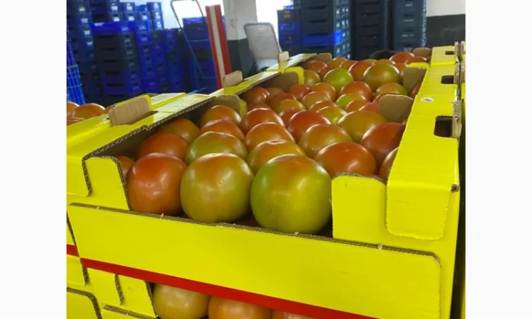 Продаём помидоры сорт высокого качества в тоннах из Турции - фото № 7