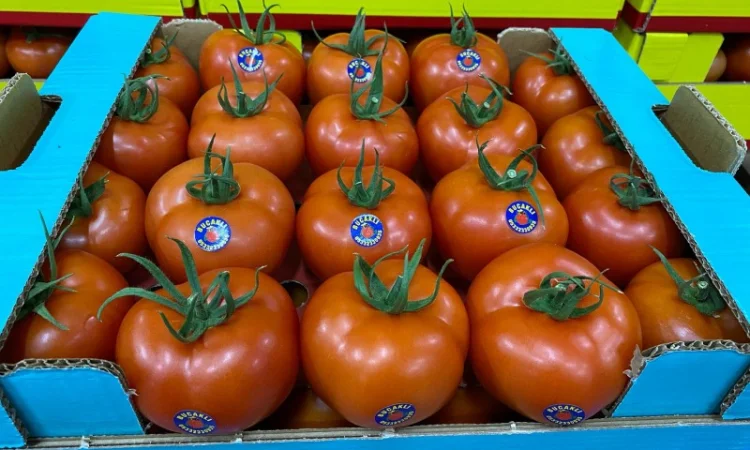 Продаём помидоры сорт высокого качества в тоннах из Турции - фото № 9