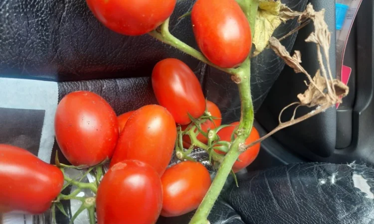 Продам помидоры первая выборка - фото № 1