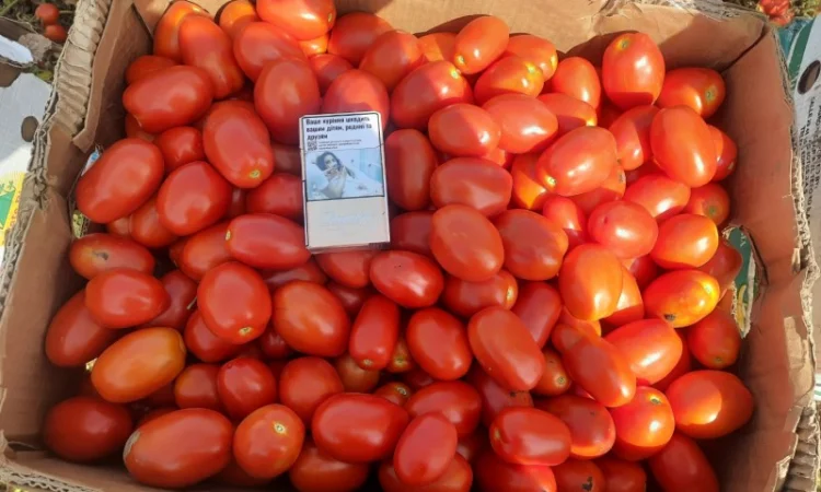 Продам помидоры первая выборка - фото № 2