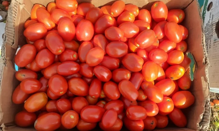 Продам помидоры первая выборка - фото № 3