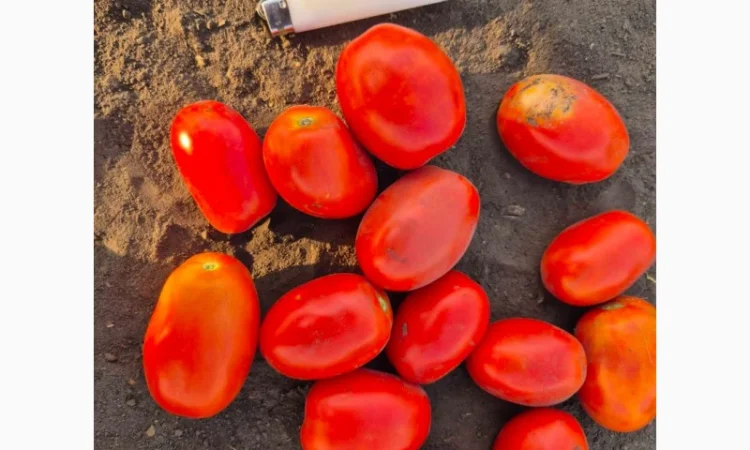 Продам помидор 2 сорт - фото № 1