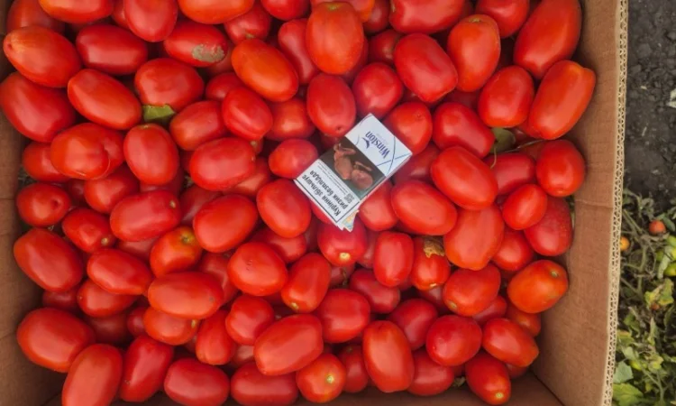 Помідори на продаж - фото № 1