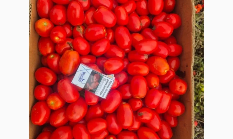 Помідори на продаж - фото № 2